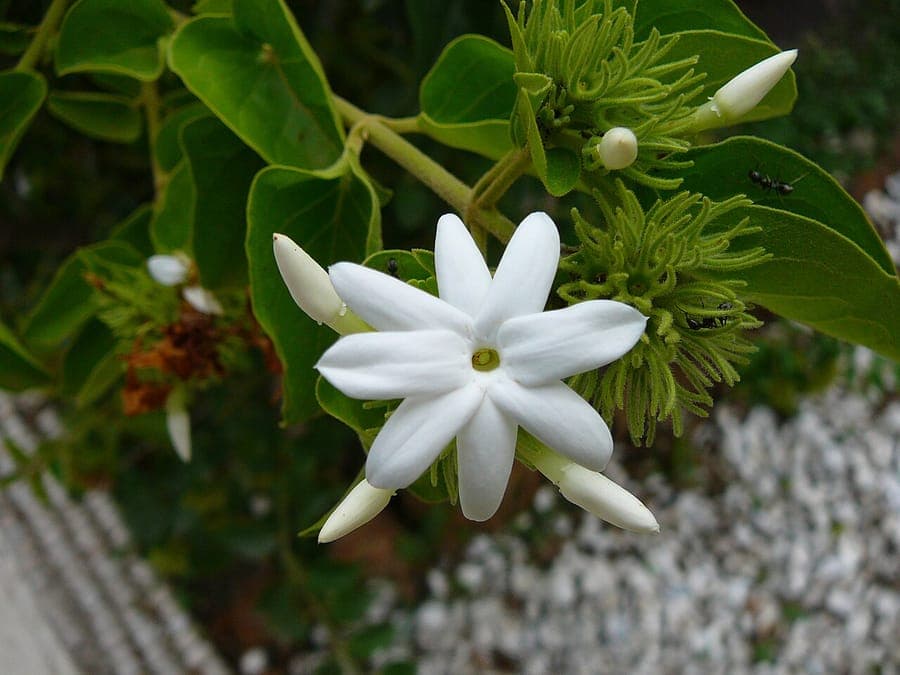 Witte geurende bloemen van Jasminum multiflorum