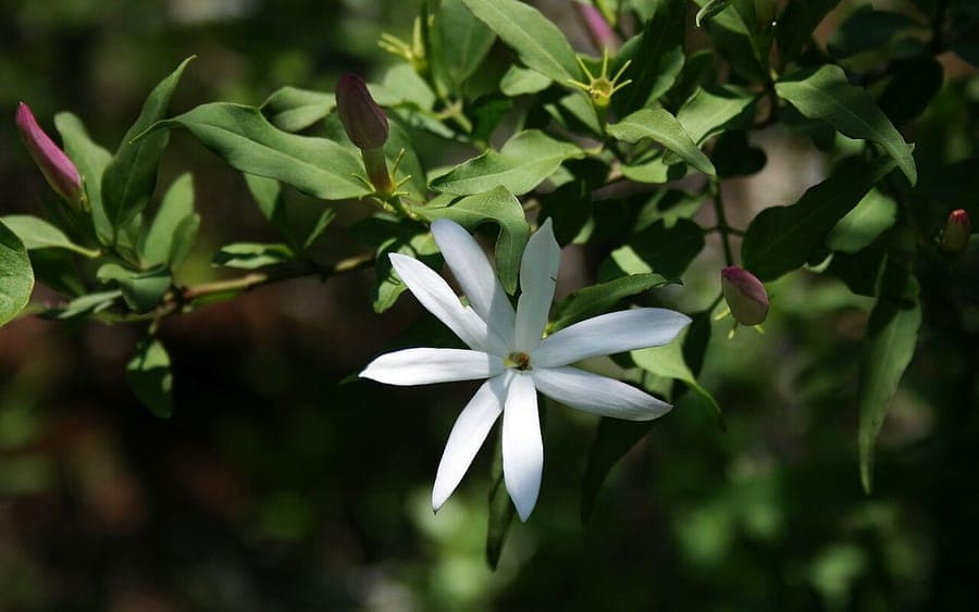 Witte bloemen van veeldeelig jasmijn in natuurlijke groei