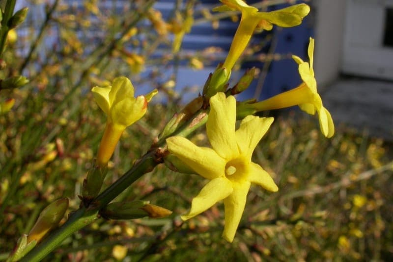 Jasmin d'hiver en fleurs sur un mur de pierre par une matinée de givre
