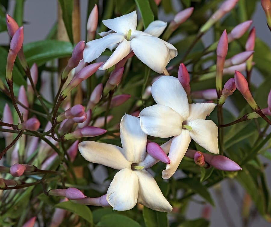 Jasminum polyanthum white pink flowers strong scent