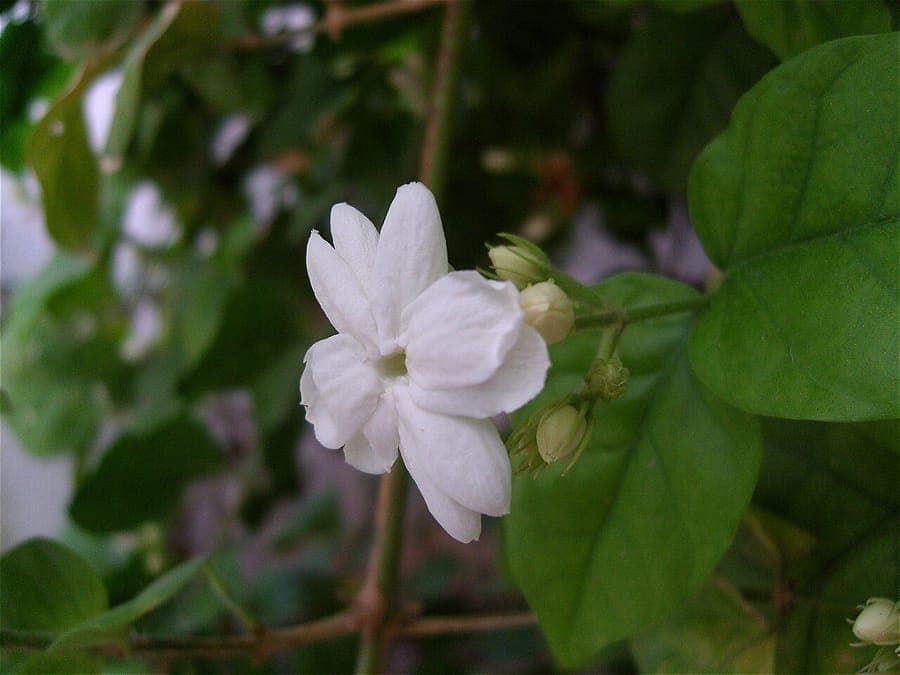 Arabian jasmine with fragrant white flowers