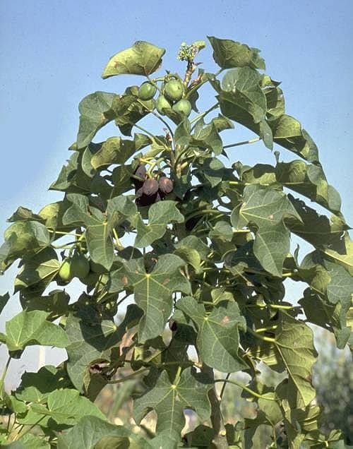 Jatropha curcas image