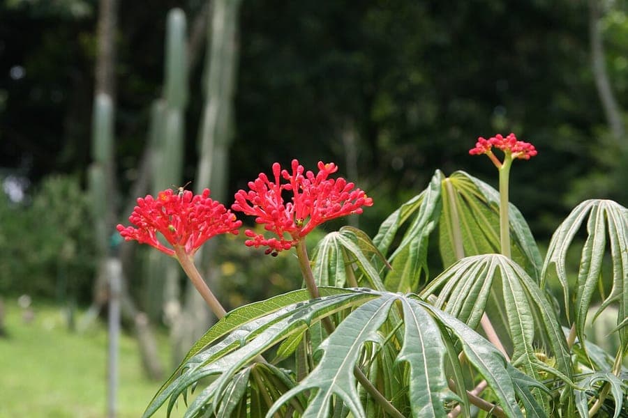 Jatropha multifida flowers - dense red flower clusters on green palm-like foliage