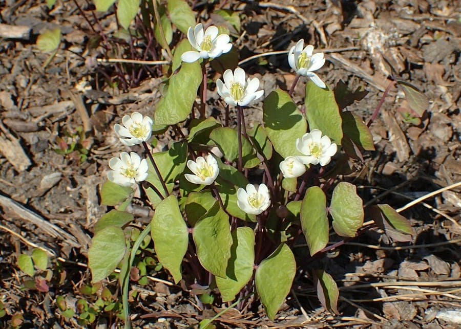 Jeffersonia diphylla with white flowers and two-lobed leaves