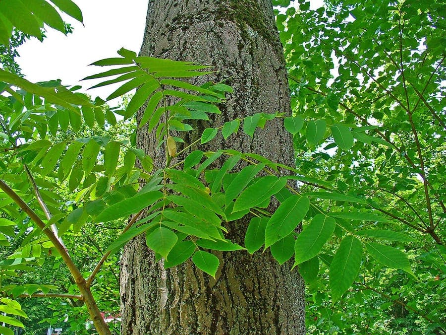 Nisse von Juglans cinerea