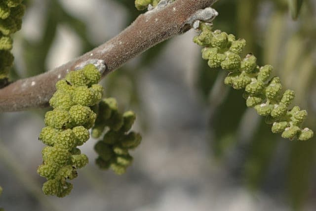 Bark of the Texas walnut (Juglans microcarpa), a small and elegant walnut tree