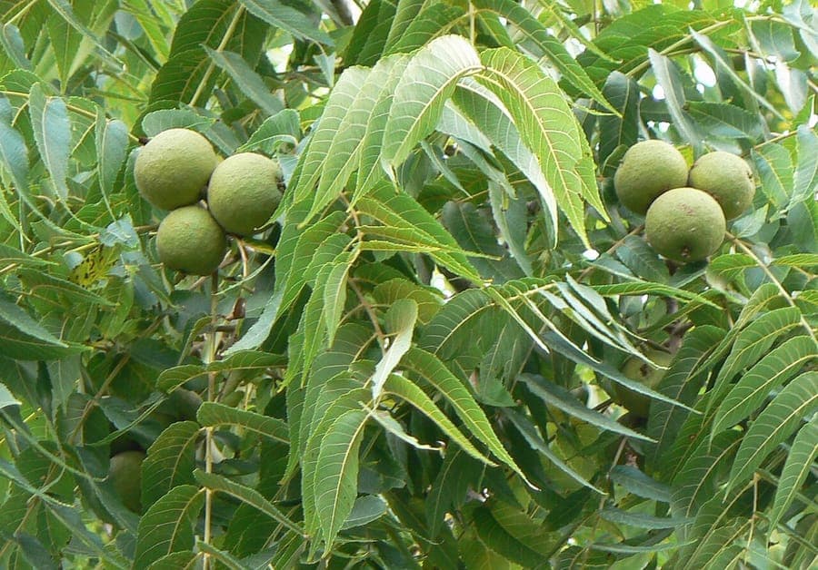 Noyer noir (Juglans nigra) avec tronc massif et feuillage luxuriant