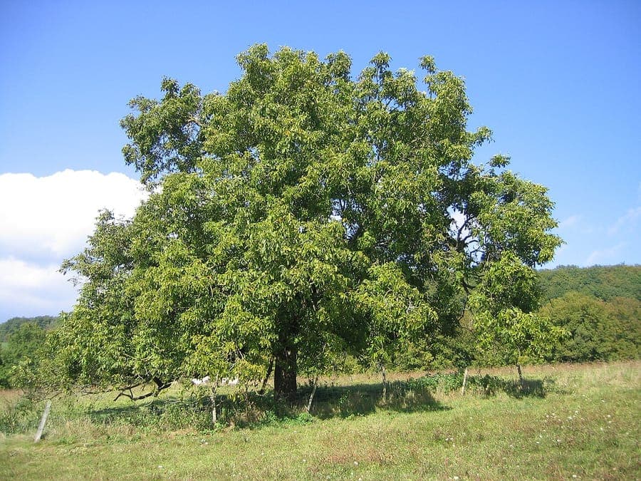 Walnussbaum (Juglans regia) zeigt charakteristische runde Früchte und elegantes Laub