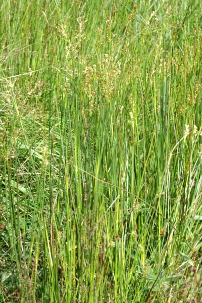 Juncus acutiflorus Spitzblütige Binse Detail