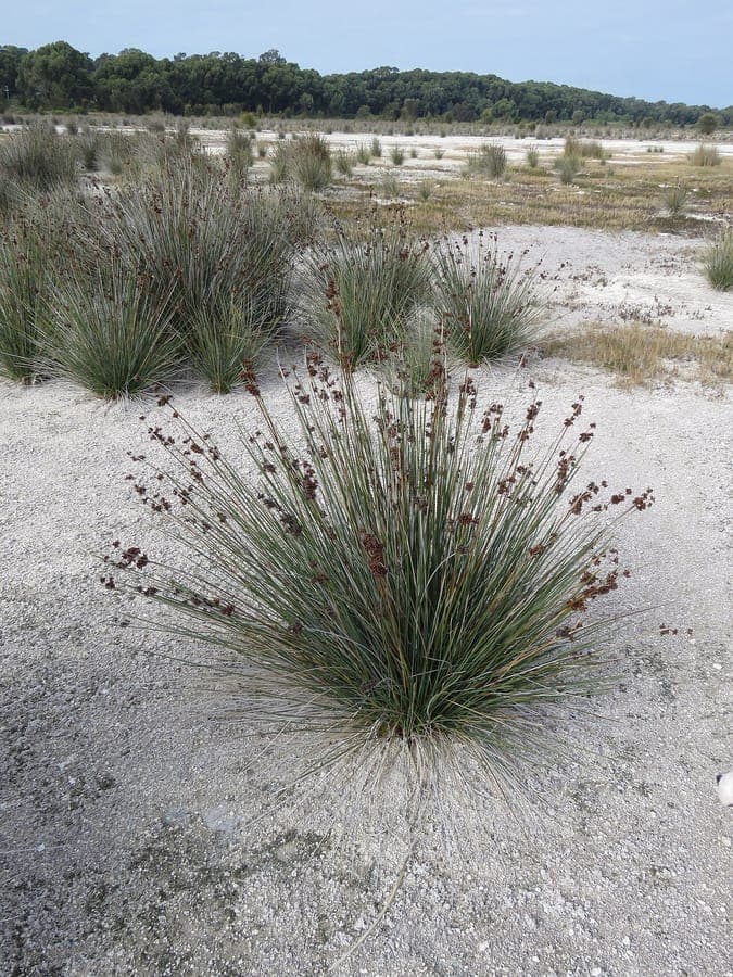 Sharp rush with fine erect stems and brown seed heads
