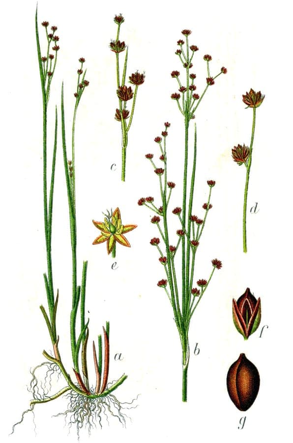 Juncus alpinoarticulatus alpine rush mountain habitat