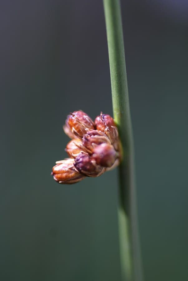 Juncus arcticus noordse rus arctisch habitat