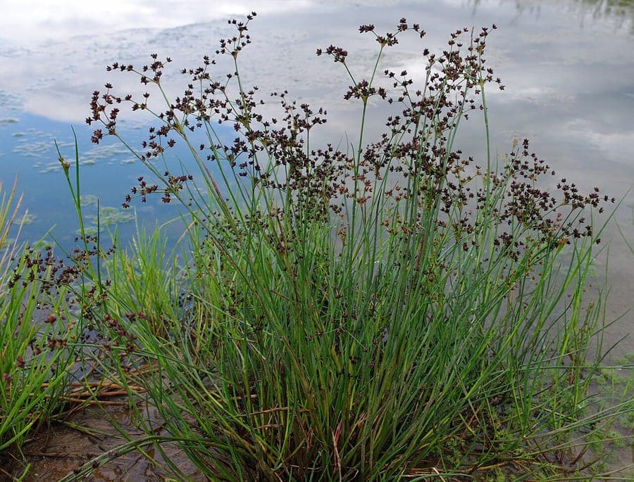 Juncus articulatus joint-leaf rush detailed plant view