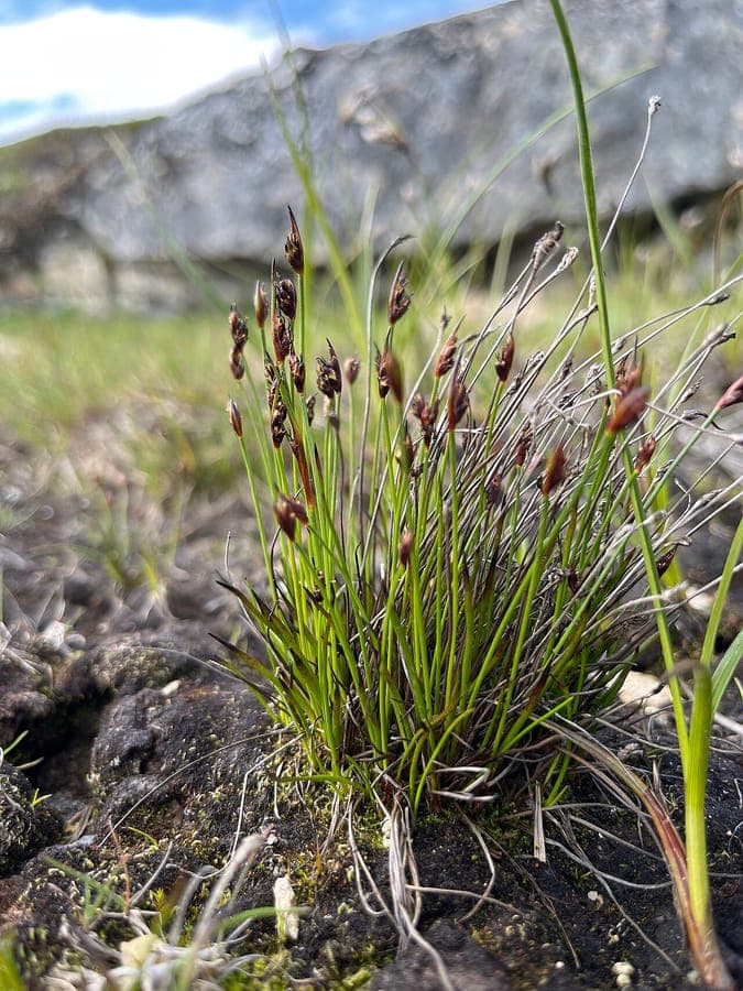 Croissance et fleurs de Juncus biglumis