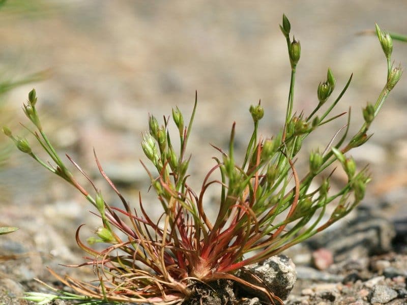 Juncus bufonius jonque des crapauds détail vegétal