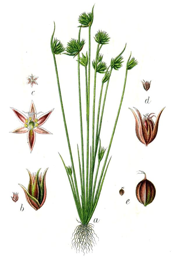 Leafybract dwarf rush with minute head-shaped flower clusters on very short stems