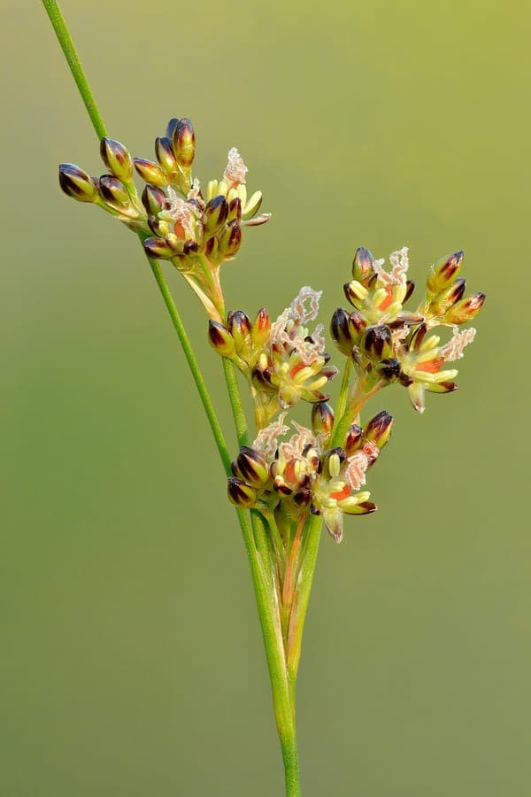 Round-fruit rush with characteristic flattened stems and compact flower clusters