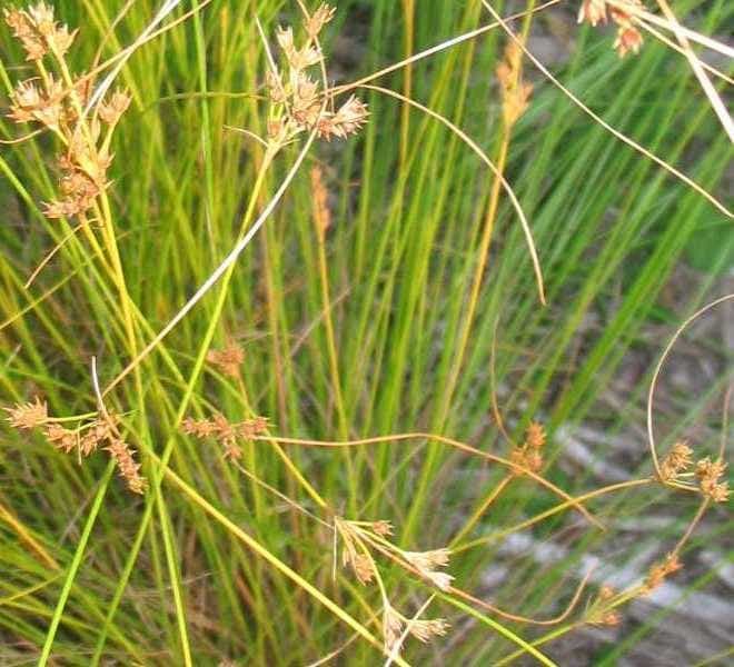 Juncus dudleyi Pflanze