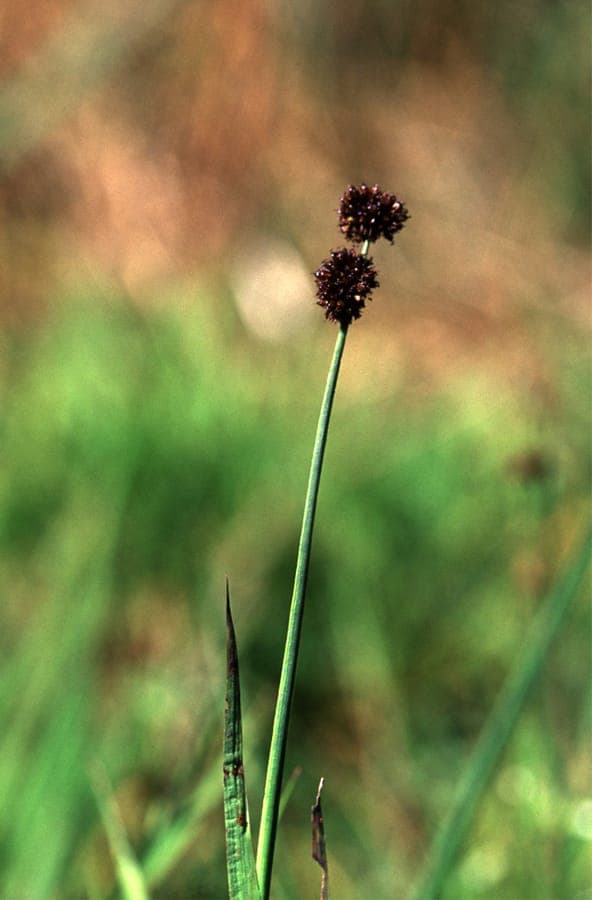 Sword-leaf rush with distinctive upright blade-like stems along water's edge