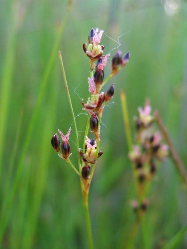 Bodden-Binse (Juncus gerardii) in natürlichem Habitat
