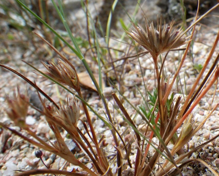 Juncus hybridus plant with green, thin leaves