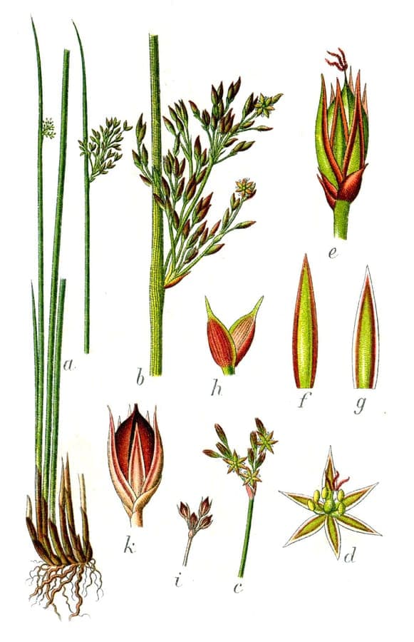 Hard rush with upright grey-green stems in established wetland setting