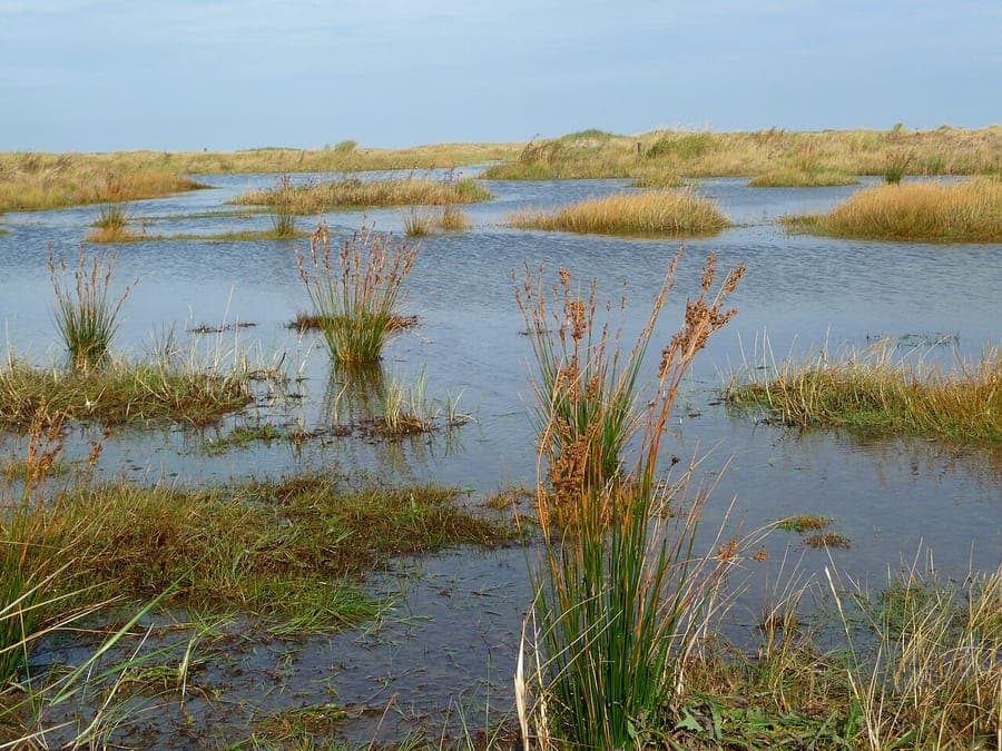 Sea rush with upright stems in saline coastal wetland habitat
