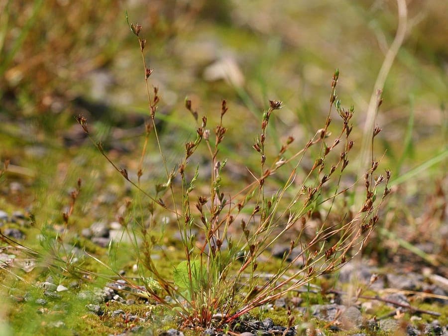Fine Juncus ranarius grass stems