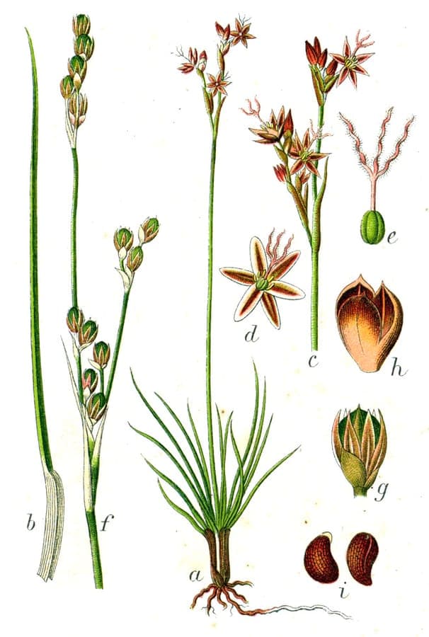 Kompakte Horste der Sparrigen Simse (Juncus squarrosus) mit charakteristischen steifen, aufrechten Stengeln auf Moorboden