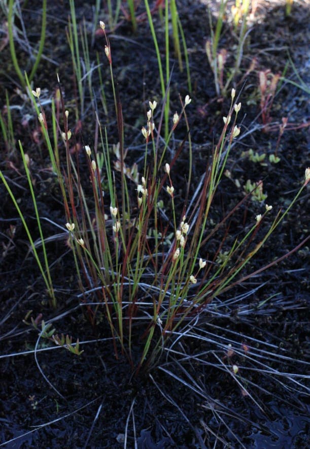 Juncus stygius plant with fine, upright leaves in a water environment