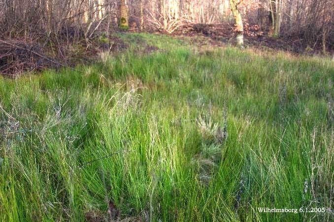 Bluntflower Rush (Juncus subnodulosus) displaying characteristic dark-brown flower heads in natural marsh environment