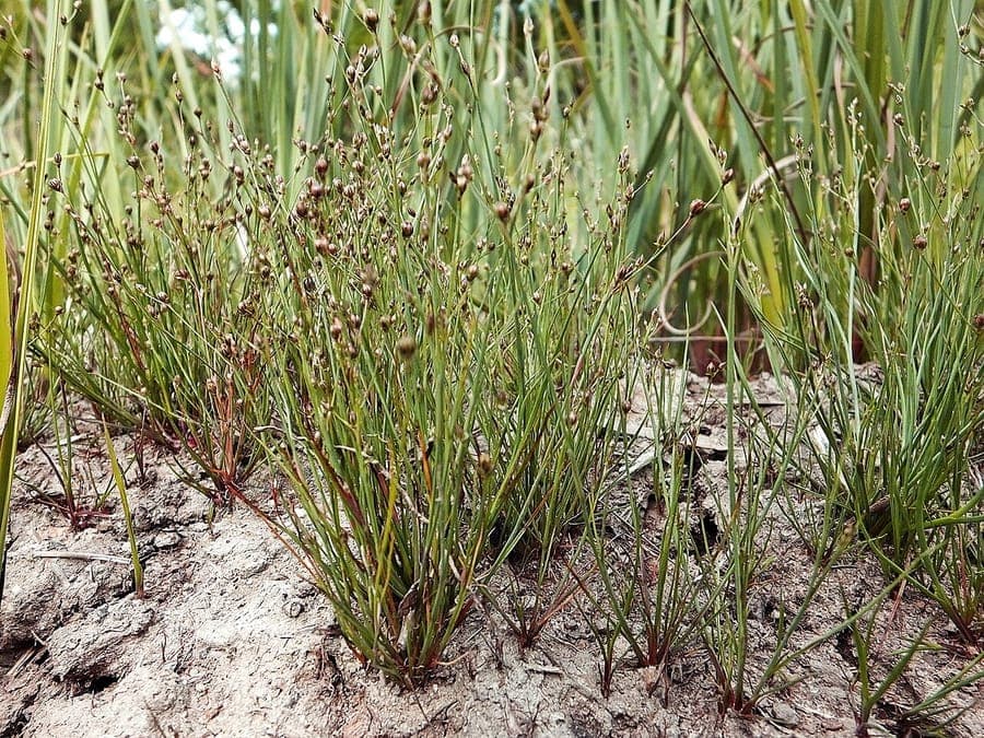 Juncus tenageia image