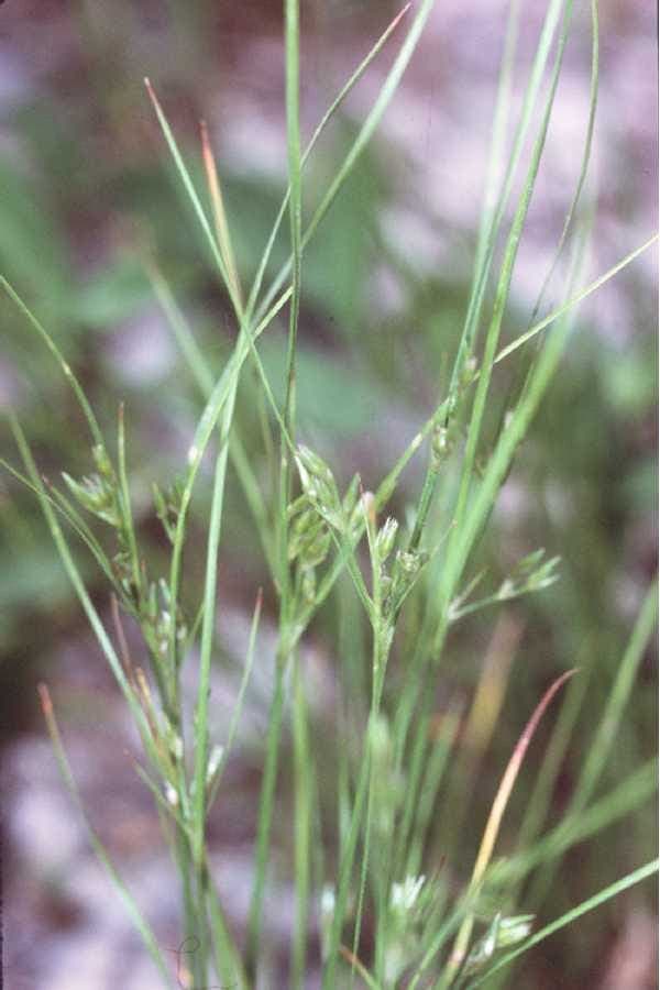 Zarte Simse (Juncus tenuis) mit feinen, zarten Stengeln und braunen Blüten entlang eines Gartenpfads