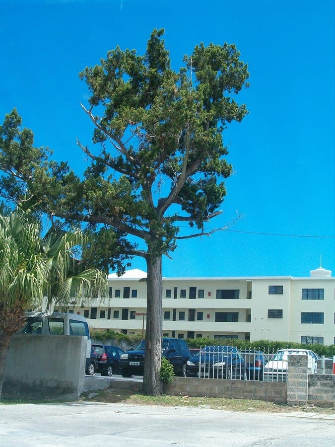 Mature Bermuda Juniper (Juniperus bermudiana) displaying typical dark-green needle-like foliage