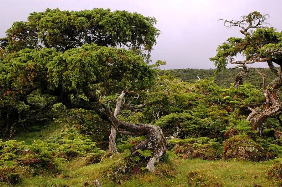 Juniperus brevifolia in seiner natürlichen Umgebung auf den Azoren, mit dichtem blaugrünen Laub und aufrechtem Wuchs