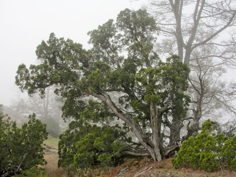 Juniperus californica Kalifornischer Wacholder mit charakteristischen blauen Fruchten in arider Landschaft