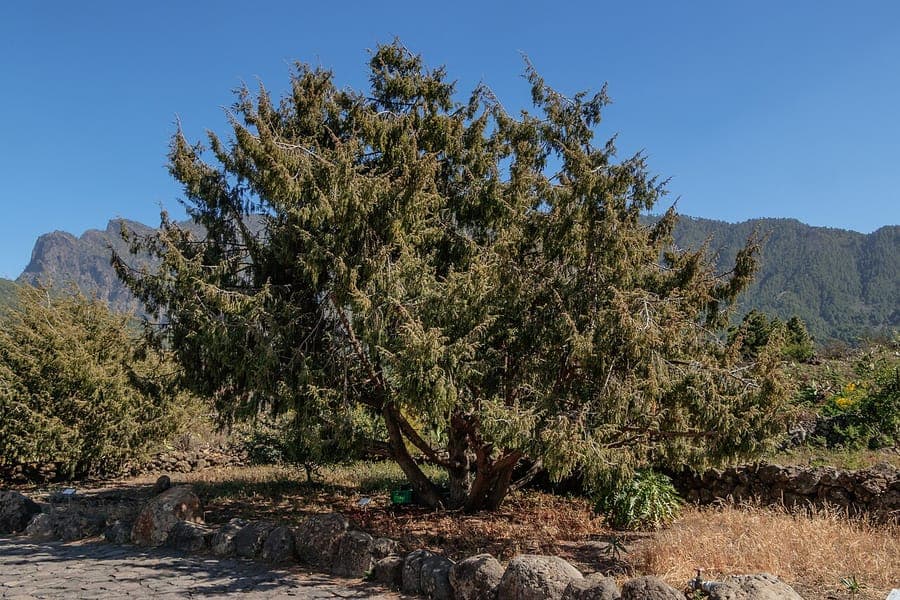 Canary Islands juniper with fine foliage and brown bark