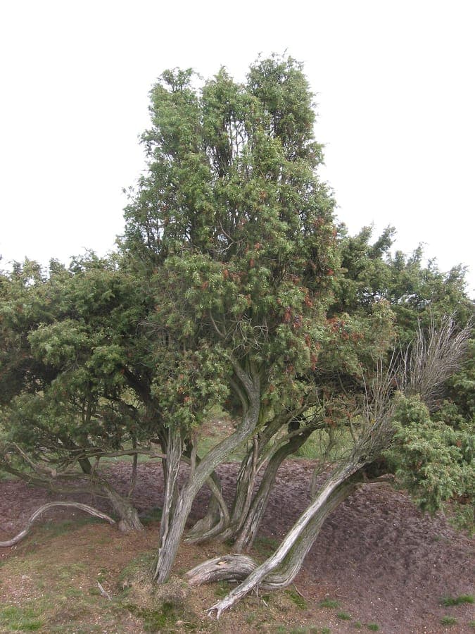 Common juniper with blue-green foliage and mature purple berries in a natural setting