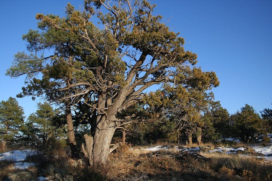 Checker-bark juniper with distinctive bark pattern