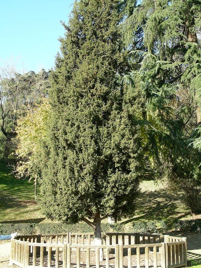 Juniperus drupacea, ein schmaler, aufrechter Wacholder mit dunkelgrünen Schuppenblättern und pflaumenartigen, purpurbraunen Zapfen, in einer sonnigen, steinigen Gartensituation.