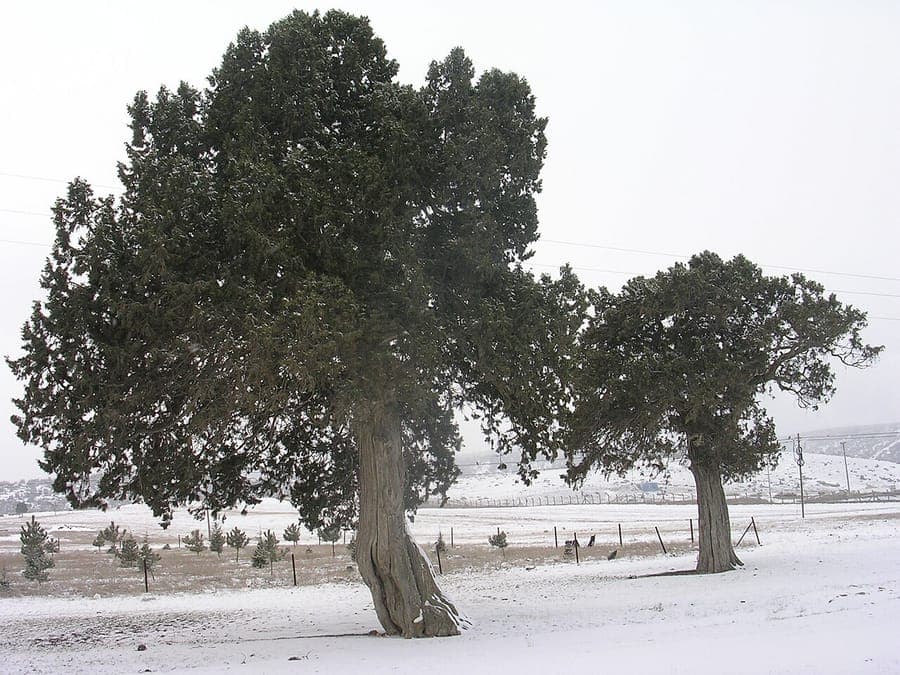 Juniperus excelsa auf einer felsigen Böschung mit silbrig-grünen Nadeln und breiter, ausladender Wuchsform