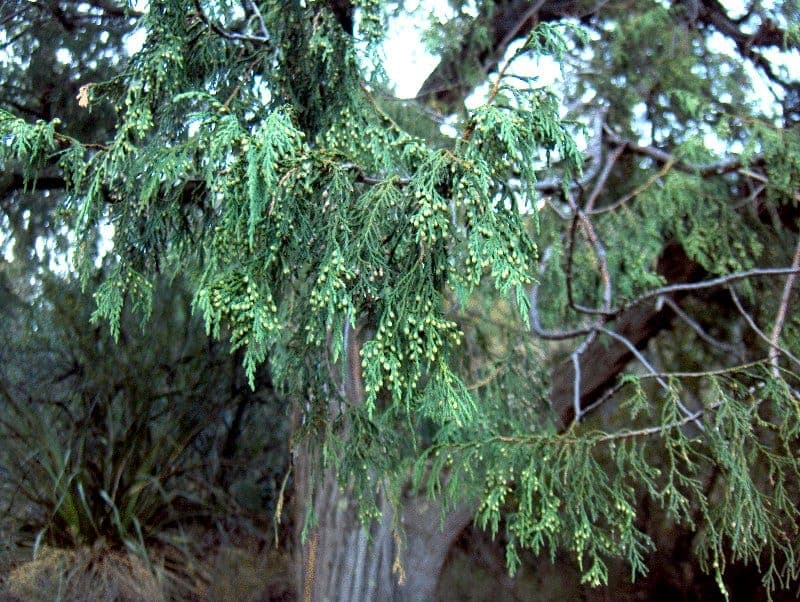 Juniperus flaccida with weeping branches and blue berries