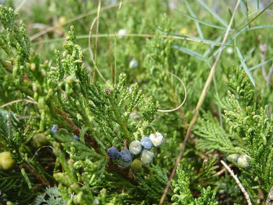 Prostrate growth habit of Creeping Juniper (Juniperus horizontalis) with blue-toned foliage as groundcover