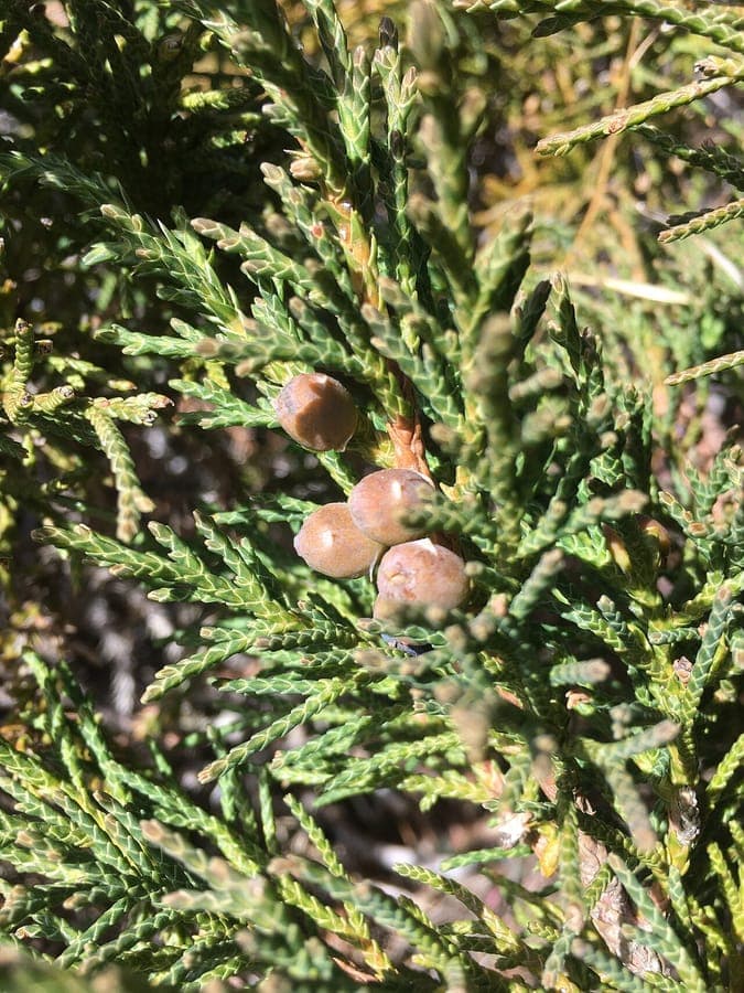 Black juniper branches and needles