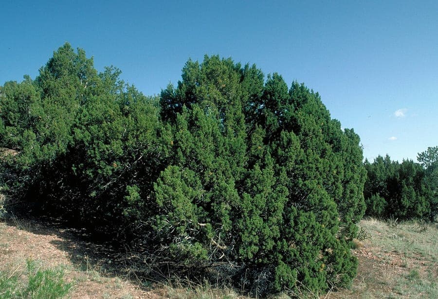 Cherry-stone juniper foliage and fruits