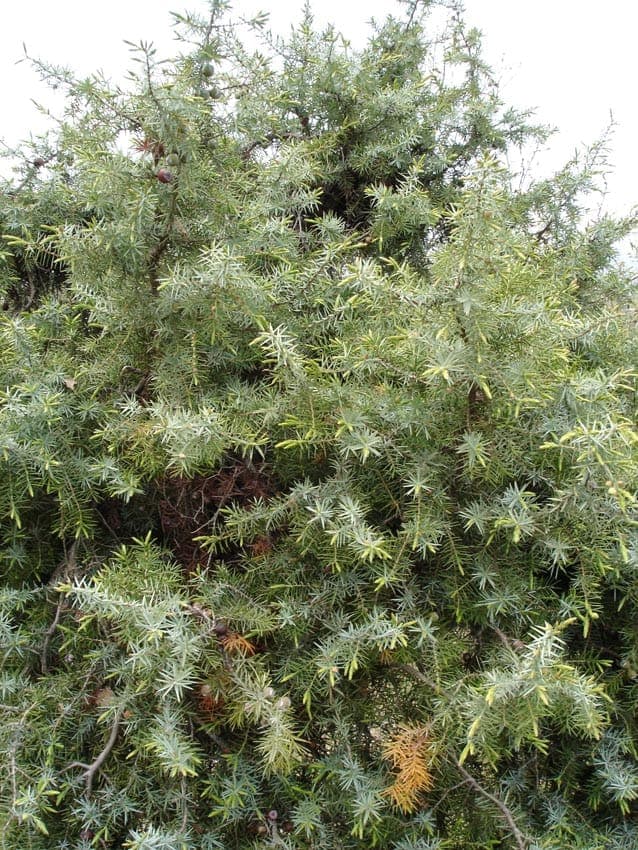 Cade juniper shrub thriving in rocky, sun-drenched soil with silvery-green foliage and mature cones