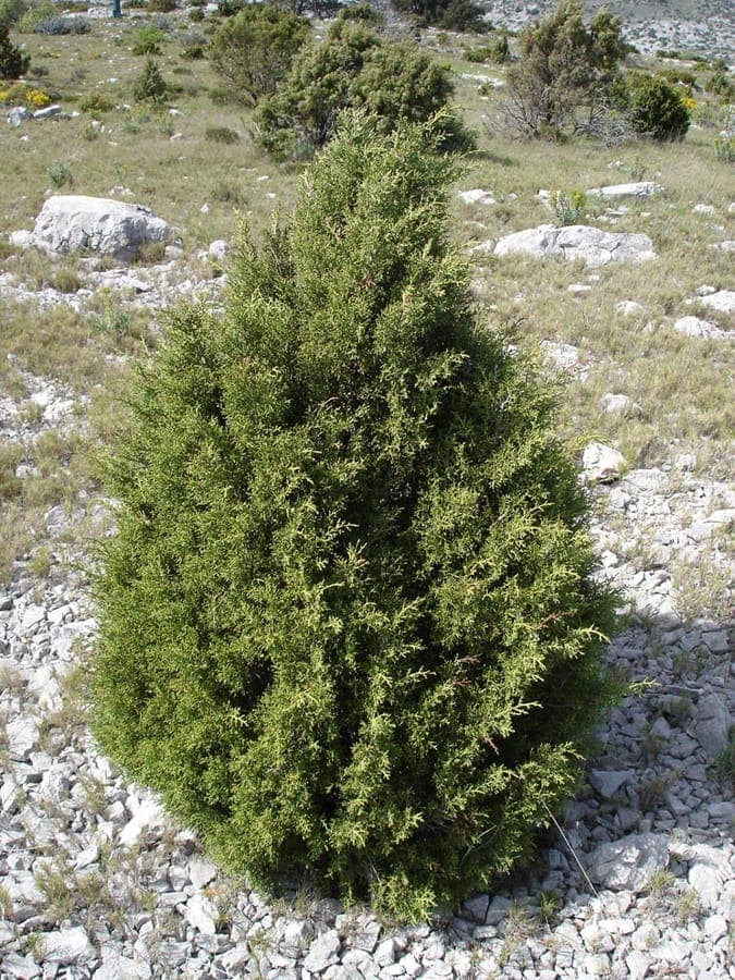Red berries and needle foliage of Juniperus phoenicea