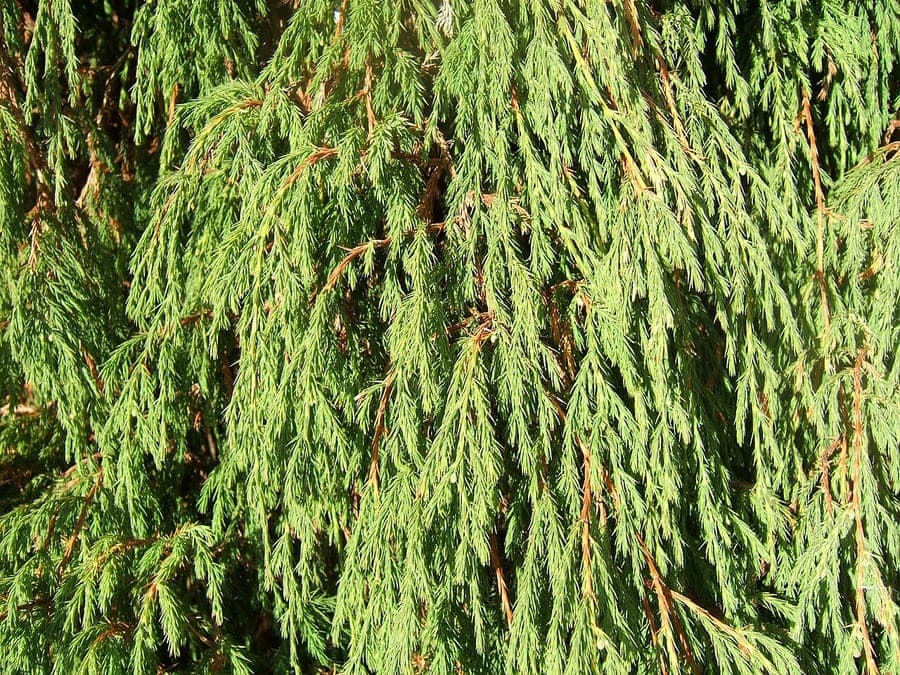 Juniperus recurva image