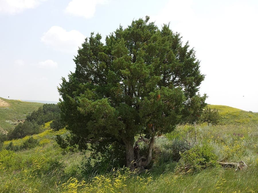 Rocky Mountain juniper with silvery-blue foliage