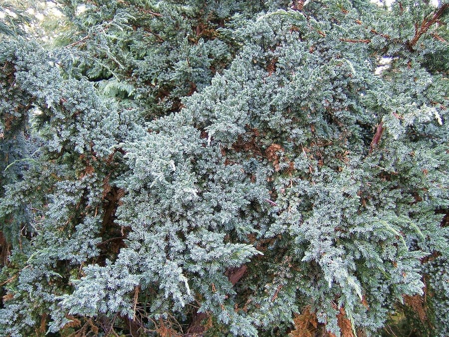 Flaky juniper growing on a sunny slope with blue-green foliage